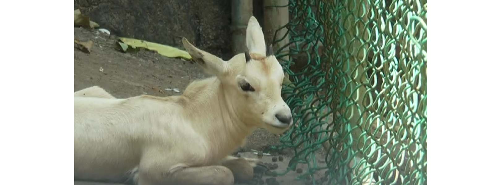 දුර්ලභ ගණයේ ඇරබියන් ඔරික්ස් උපතක්